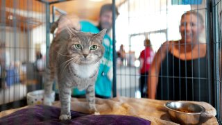 Clear the Shelters