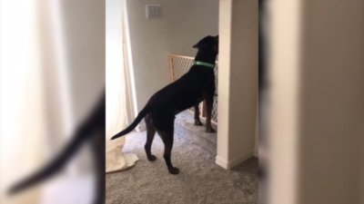 Tiene que aprender español para que su perro la escuche