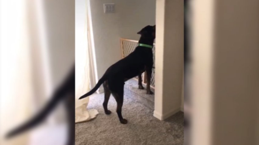 Tiene que aprender español para que su perro la escuche
