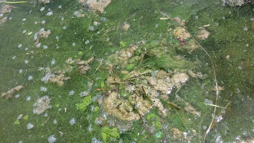 alga4