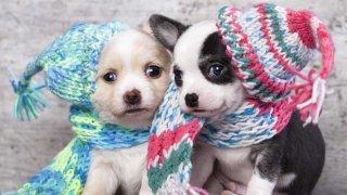 consejos-proteger-perros-mascotas-frio-invierno-