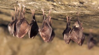 Murciélagos en cueva