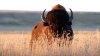 Hombre muere en Utah tras presunto ataque de bisonte mientras trotaba
