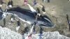 En video: el increíble rescate de una ballena jorobada varada en una playa