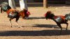 Gallo mata a su dueño con un cuchillo durante una pelea ilegal en India
