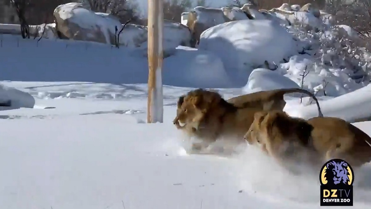 En video: los leones del Zoológico de Denver demuestran que aman la nieve –  Telemundo Utah