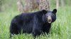 Escalofriante: sobrevive tras ataque de oso en el patio trasero de su casa