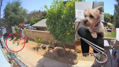 Habla la adolescente hispana que se enfrentó a una mamá osa para defender a perrita