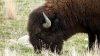¿Cómo mantenerse a salvo de los bisontes?