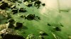 Detectan algas tóxicas en dos puntos del lago Utah