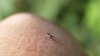 Oficiales de Salud Pública de Utah detectan 114 grupos de mosquitos con el virus del Nilo Occidental