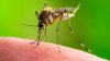 Departamento de Salud del Condado de Utah detecta mosquito del Virus del Nilo Occidental