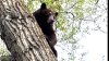 Captado en video: oso negro ronda por calles y escuela del condado Morgan
