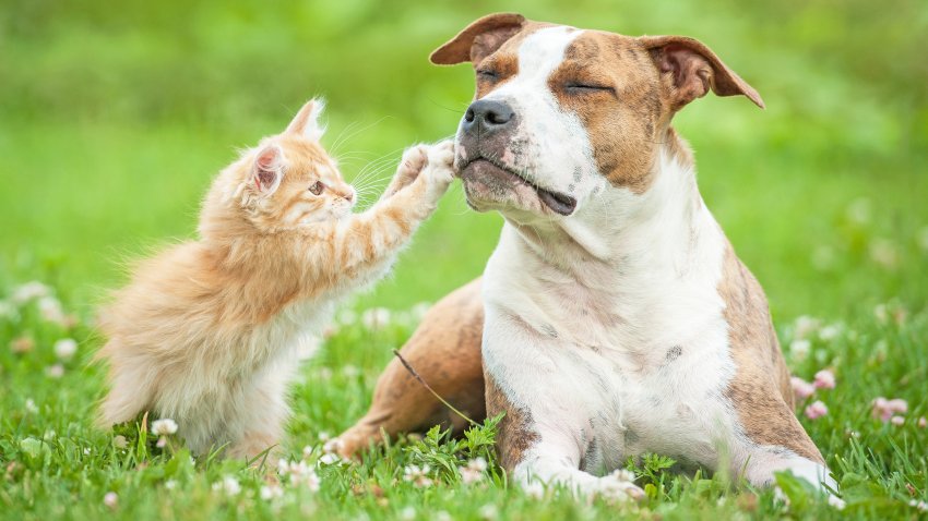En detalle: los mejores dispositivos en el mercado para rastrear a tu mascota