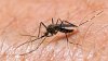 Reportan mosquitos infectados con el virus del Nilo Occidental en tres condados de Utah