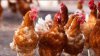 Colorado: gobernador declara estado de emergencia por influenza aviar