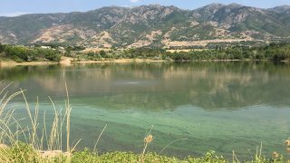 Las floraciones de algas nocivas pueden parecerse una sopa de guisantes, pintura derramada, recortes de césped o agua que tiene un tono verde o azul verdoso.