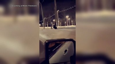“Cuidado”: alce arrolla a mujer en Alaska mientras caminaba a su perro
