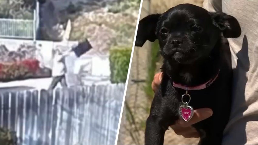 Left: A man tosses a caged dog over a fence. Right: Another man holds the puppy in his hand.