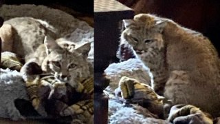 Hallan bobcat acurrucado en la cama de un perro en San Manuel, Arizona