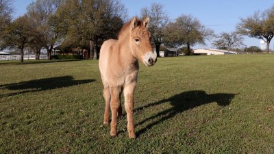 En video: este caballo es un clon de uno que vivió hace más de 40 años