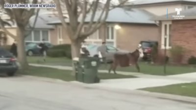 Broma de estudiantes termina con vaca suelta en un suburbio de Chicago