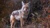 Avistamientos de coyotes tienen en alerta a la comunidad de Millcreek