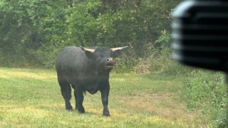 Bull on grass