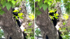 En video: rescatan de un árbol a un osito que se paseaba por un vecindario buscando comida