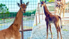 Zoológico estadounidense da la bienvenida a exótica jirafa bebé sin manchas
