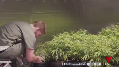 Estudio: Búsquedas en Google arrojan que Utah tiene más interés en la marihuana medicinal