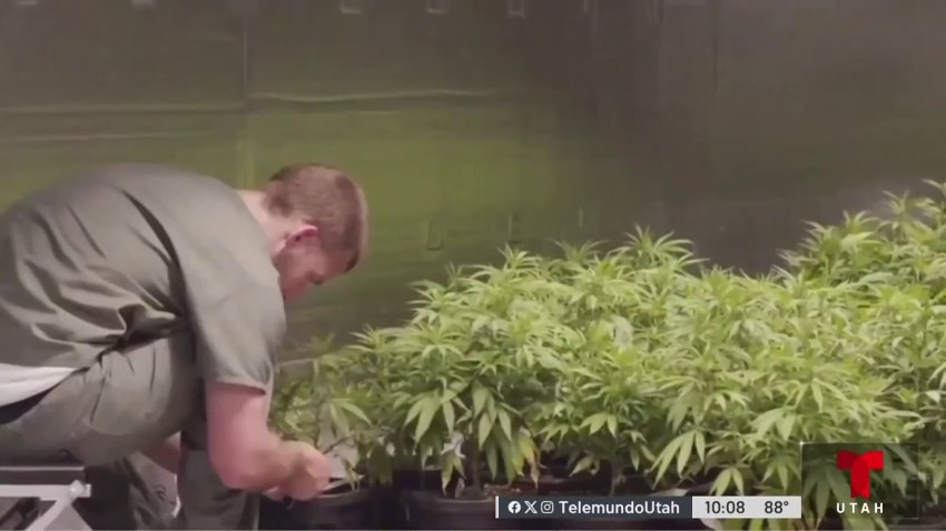 Estudio: Búsquedas en Google arrojan que Utah tiene más interés en la marihuana medicinal