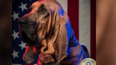 Pierde la vida oficial K-9 tras arrollamiento en la I-15
