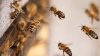 Muere tras ser picado brutalmente por un enjambre de abejas y avispas escondidas