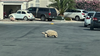 En video: tortuga gigante sale de paseo por Las Vegas