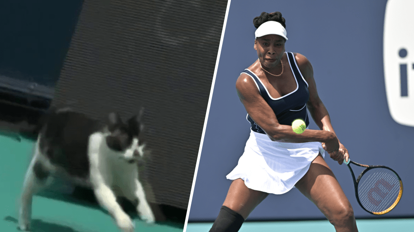 Foto de Venus Williams en el Miami Open y el gato.