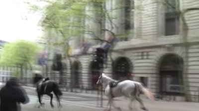 Minuto Digital: Caballos galopan por las calles de Londres
