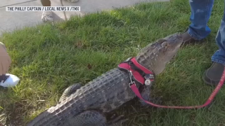 Wally, the emotional support alligator