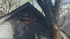 Incendio deja graves daños a casa unifamiliar en Ogden