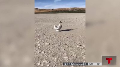 Pelícanos Blancos Americanos regresan al Gran Lago Salado