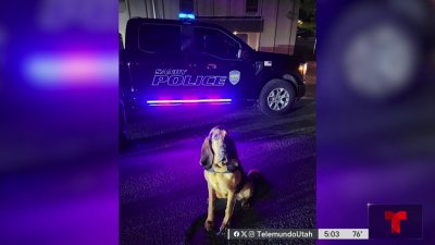 Arrestan a sospechoso de atropello y fuga en Sandy