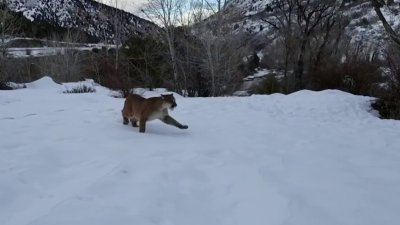 ¿Qué hacer si te encuentras con un puma en Utah? Te damos las recomendaciones
