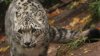 El zoológico Hogle de Utah espera un cachorro de leopardo de las nieves