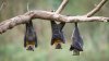 Utah confirma el primer murciélago con rabia de la temporada