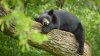 Reportan avistamiento de osos en Park City