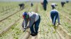 ¿Cómo el miedo a la deportación ha impactado los campos de cultivo de California?