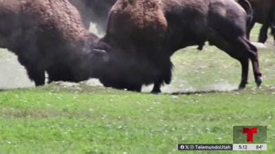 Los bisontes gobiernan la isla Antílope: aquí algunos consejos para evitar encuentros peligrosos