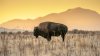 Los bisontes gobiernan la isla Antílope: aquí algunos consejos para evitar encuentros peligrosos