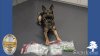 Oficial K-9 realiza importante hallazgo de heroína y cocaína en South Jordan