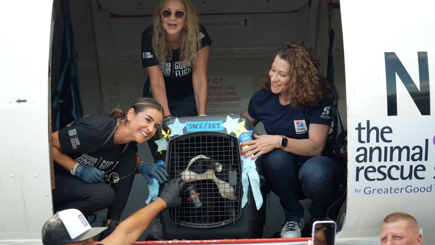 Dogs being taken off a plane